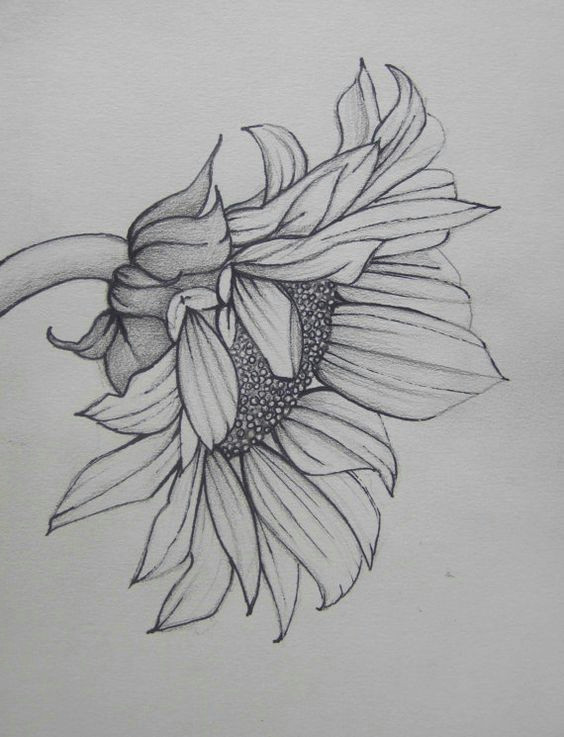 Drawing Flowers From the Side Pin by Jeney Gould Kingsbury On Tattoo You Drawings Art Pencil Art
