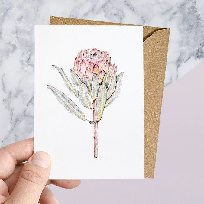 Drawing Flowers Greetings Protea Native Botanical Greeting Card Carmen Hui Art