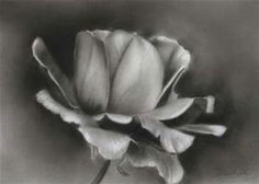 Drawing Flowers In Charcoal 57 Best Shading Images Pencil Drawings Cowboy Hats Color Pencil