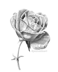 Drawing Flowers In Charcoal 68 Best Graphite Pencil Drawings Images Pencil Drawings Graphite