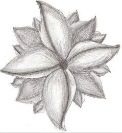 Drawing Flowers In Charcoal Image Result for Easy Sketches Of Flowers Drawing Pinterest
