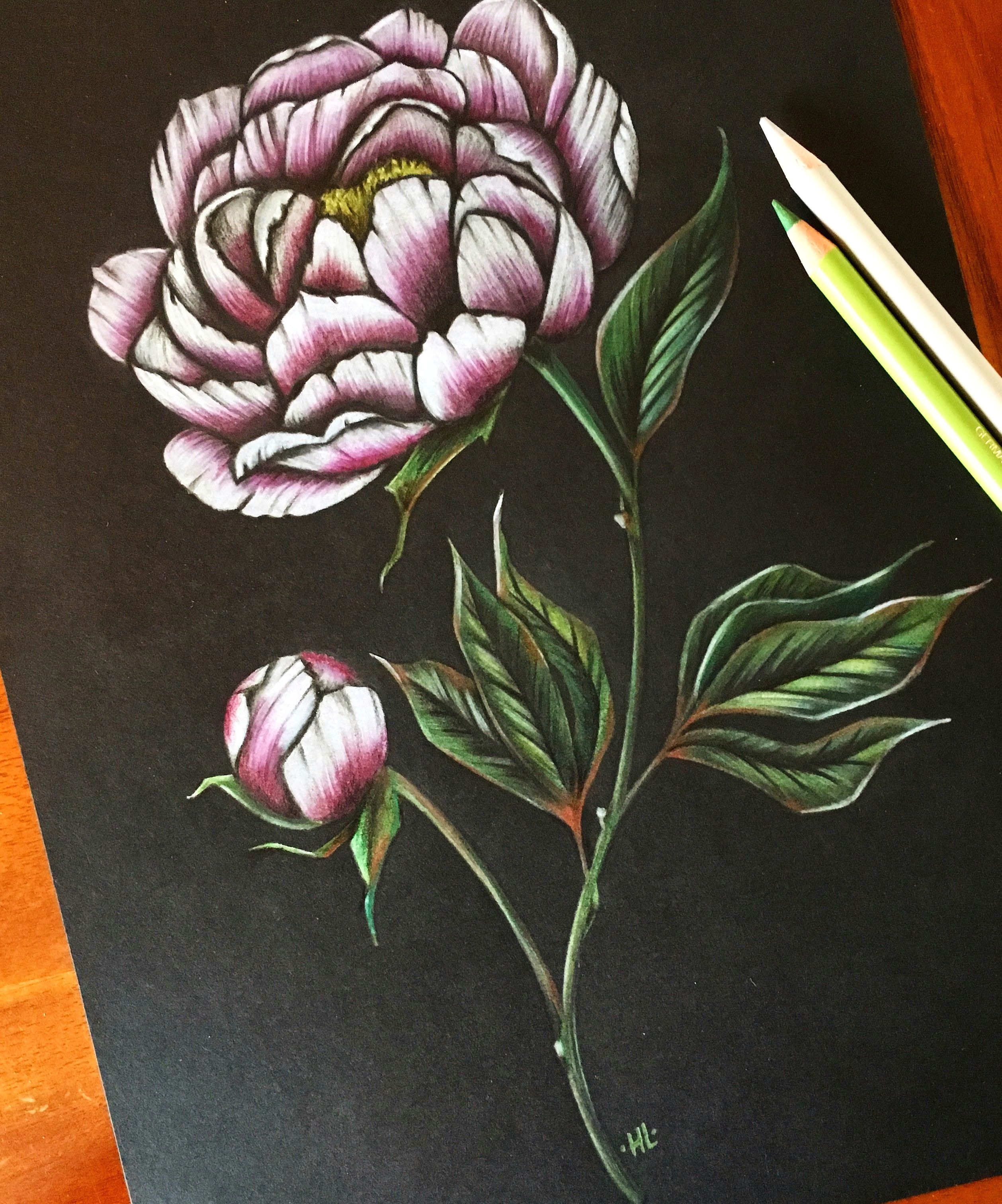 Drawing Flowers In Color Peony Art Peonies Drawing Flower Pencil Art Coloured Pencil