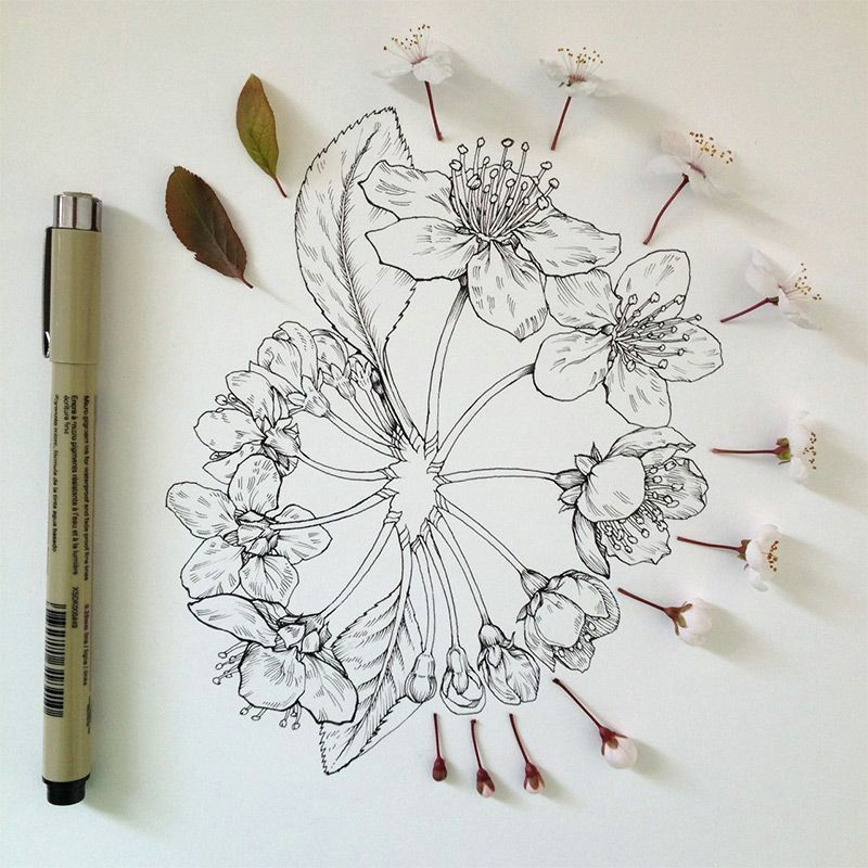 Drawing Flowers In Illustrator Flowers In Progress Scientific Illustrator Taunts Us with Spring