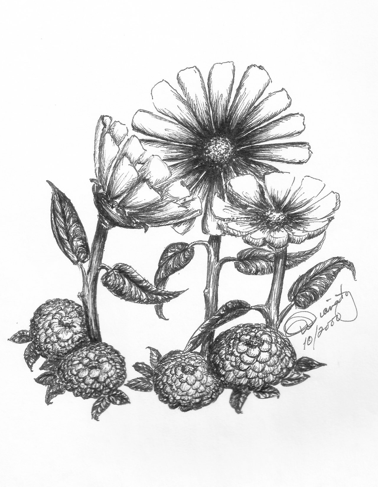 Drawing Flowers In Pen and Ink Daisies and Mums Pen and Ink Steemkr
