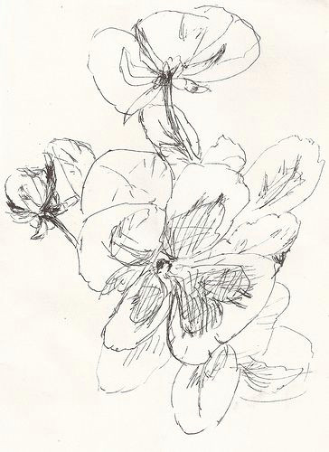 Drawing Flowers In Pen and Ink Sketch Pansies Drawing Flowers Ink Pen Drawings Drawings Sketches