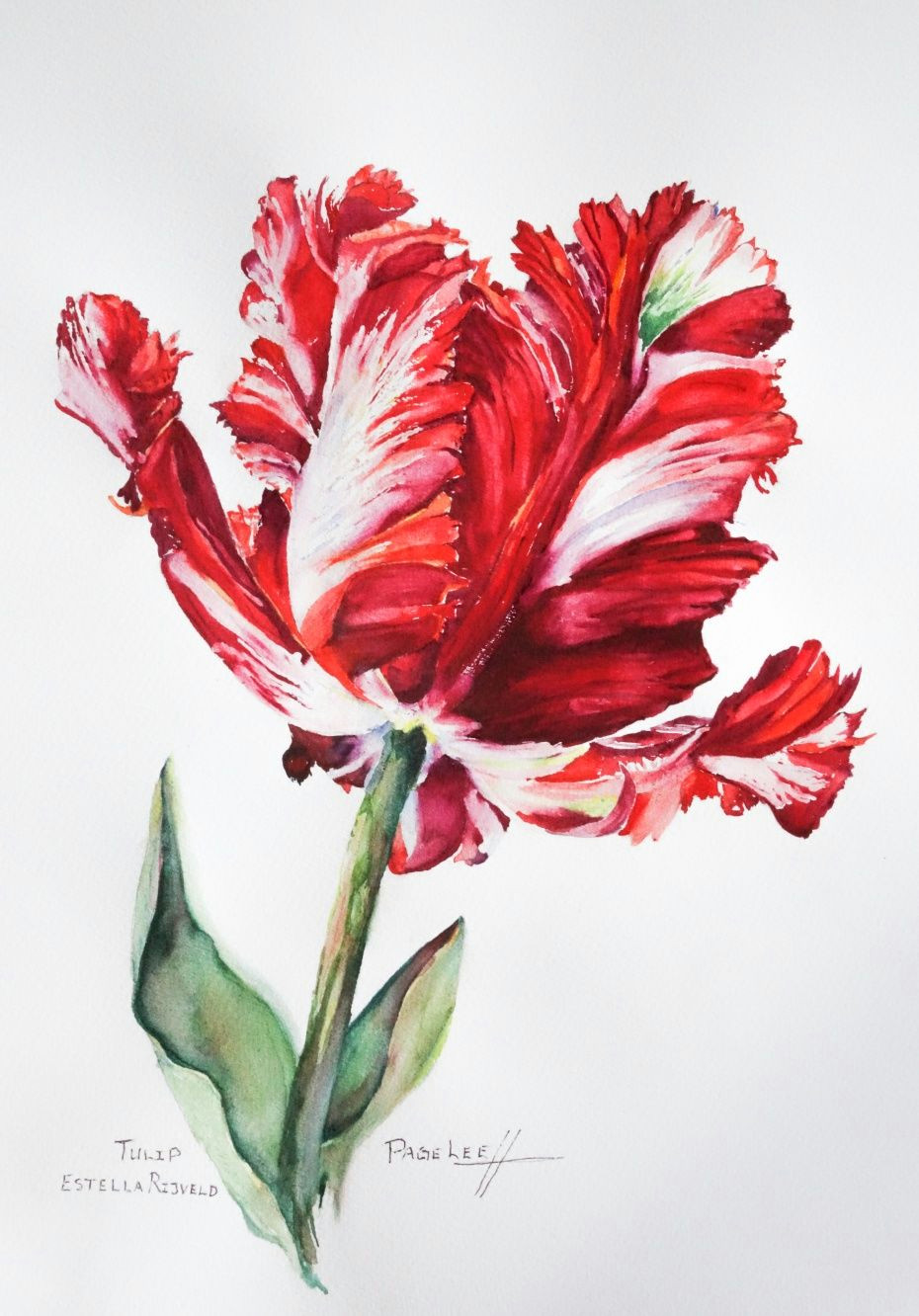 Drawing Flowers In Watercolor Page Lee Watercolor Of Carolyne Roehm Tulip Art Appreciation