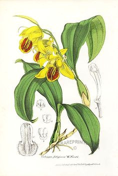 Drawing Flowers Java 191 Best orchids Images Botanical Illustration Botanical Drawings