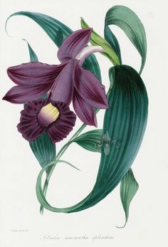 Drawing Flowers Java 191 Best orchids Images Botanical Illustration Botanical Drawings