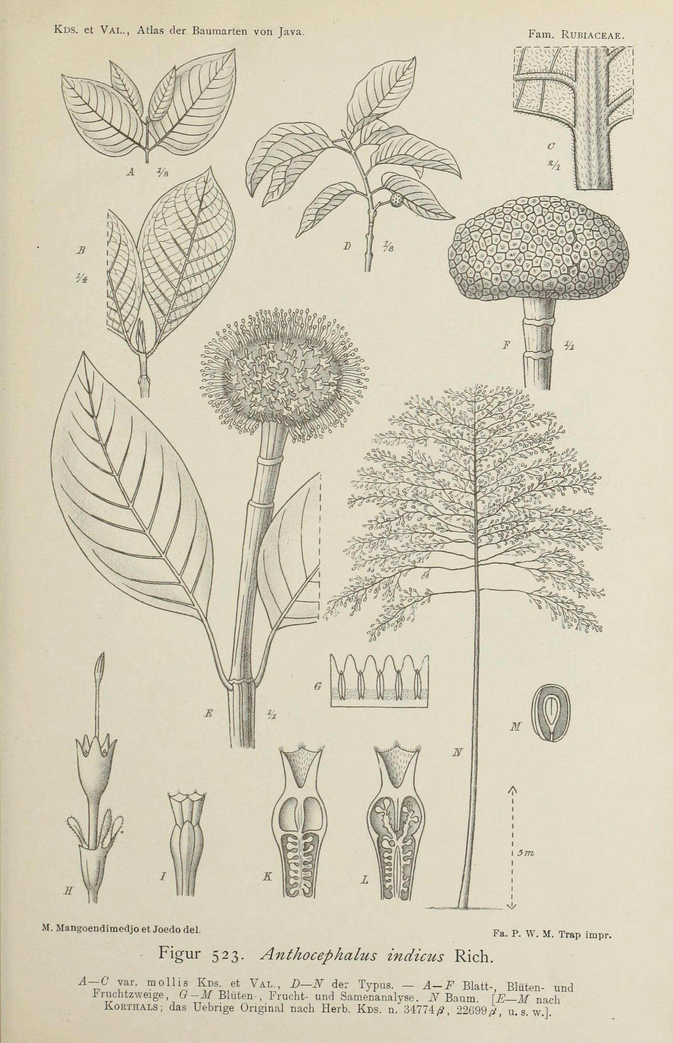 Drawing Flowers Java File atlas Der Baumarten Von Java Figur 523 Bhl47163420 Jpg