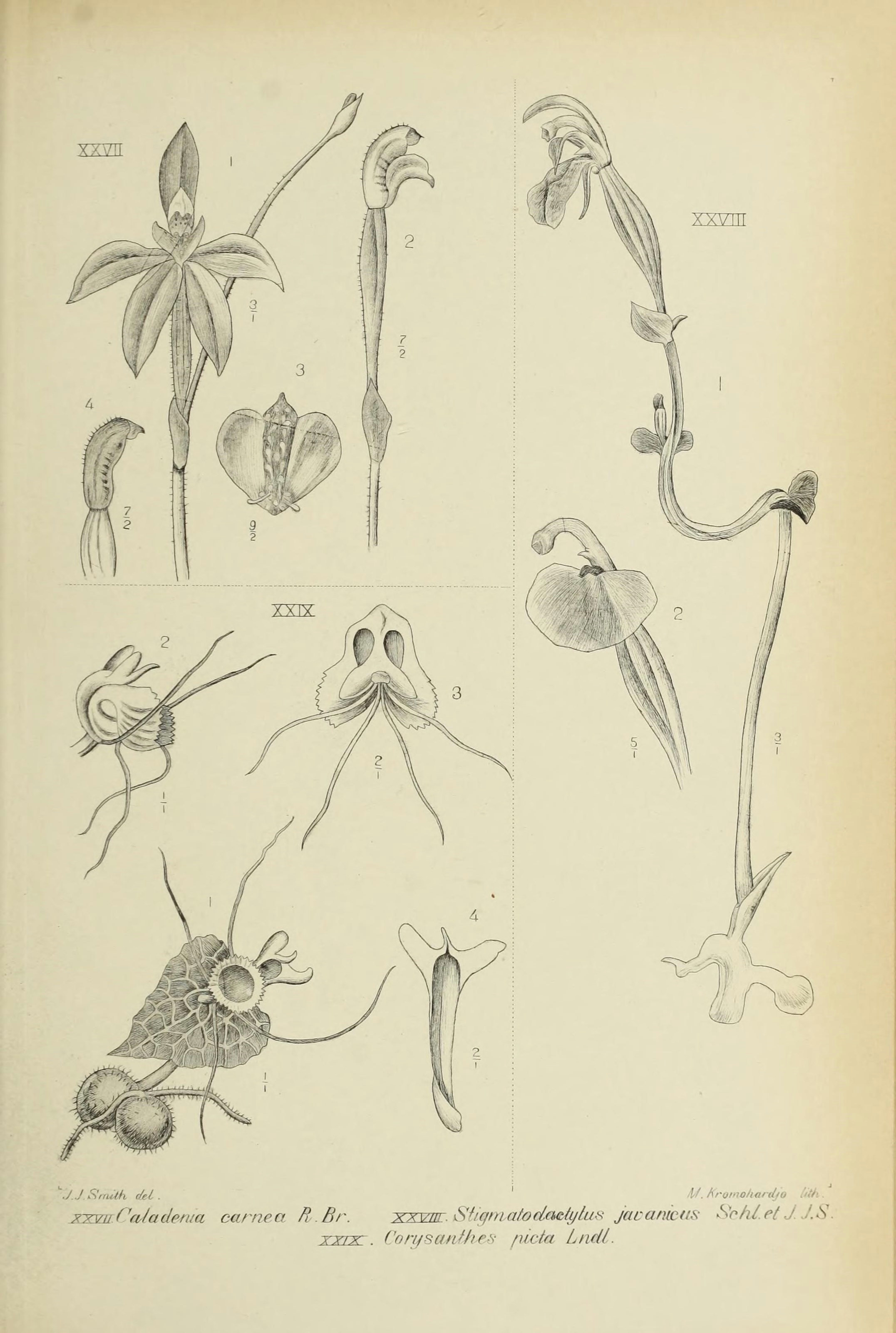 Drawing Flowers Java Stigmatodactylus Javanicus Wikispecies