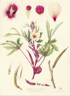 Drawing Flowers Jill Winch Die 43 Besten Bilder Von Botanics Botanical Drawings Botanical