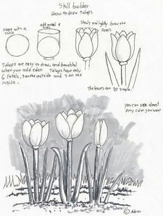 Drawing Flowers Lesson Plans Adron S Art Lesson Plans How to Draw Tulips A Beginners Drawing