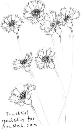 Drawing Flowers Lessons How to Draw A Cornflower Step 3 Art Design Pinterest