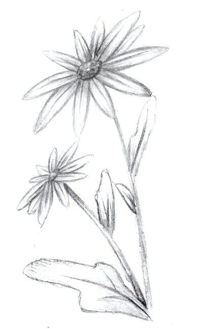 Drawing Flowers Lessons Pin by Lindsay Burnette On Drawing Drawings Art Drawings Sketches