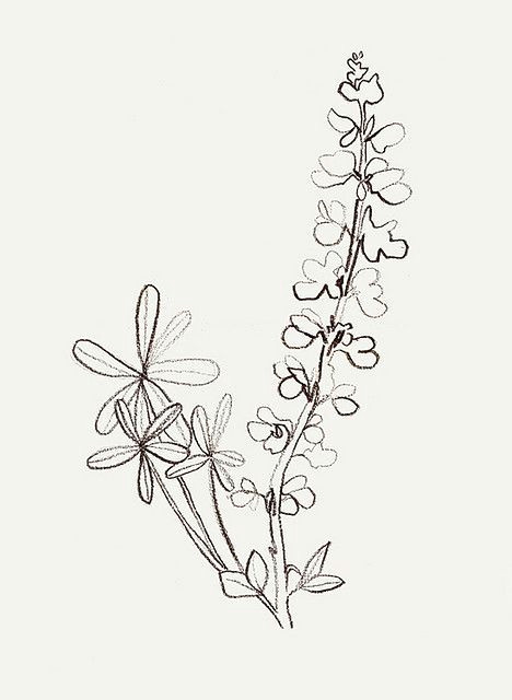 Drawing Flowers Love Image Result for Lupins Flower Sketch Tattoo Tattoos Drawings