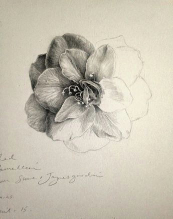 Drawing Flowers On Black Paper tonal Drawing Tutorials Flowers Drawings Graphite Drawings Art