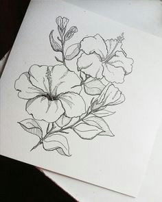 Drawing Flowers On Chart Paper 11 Best Hibiscus Drawing Images In 2019 Hibiscus Drawing Hibiscus