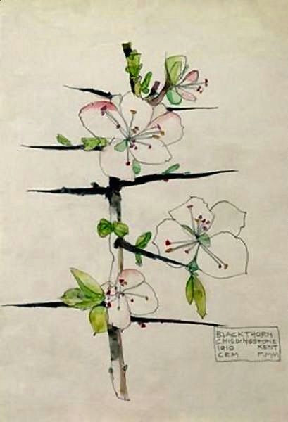 Drawing Flowers On Chart Paper Blackthorn Botanical 2 Pinterest Charles Rennie Mackintosh