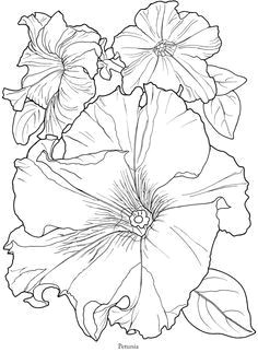 Drawing Flowers On Rocks Pin by Ellen Bounds On Diamonds In the Rough 3 Flowers Rock