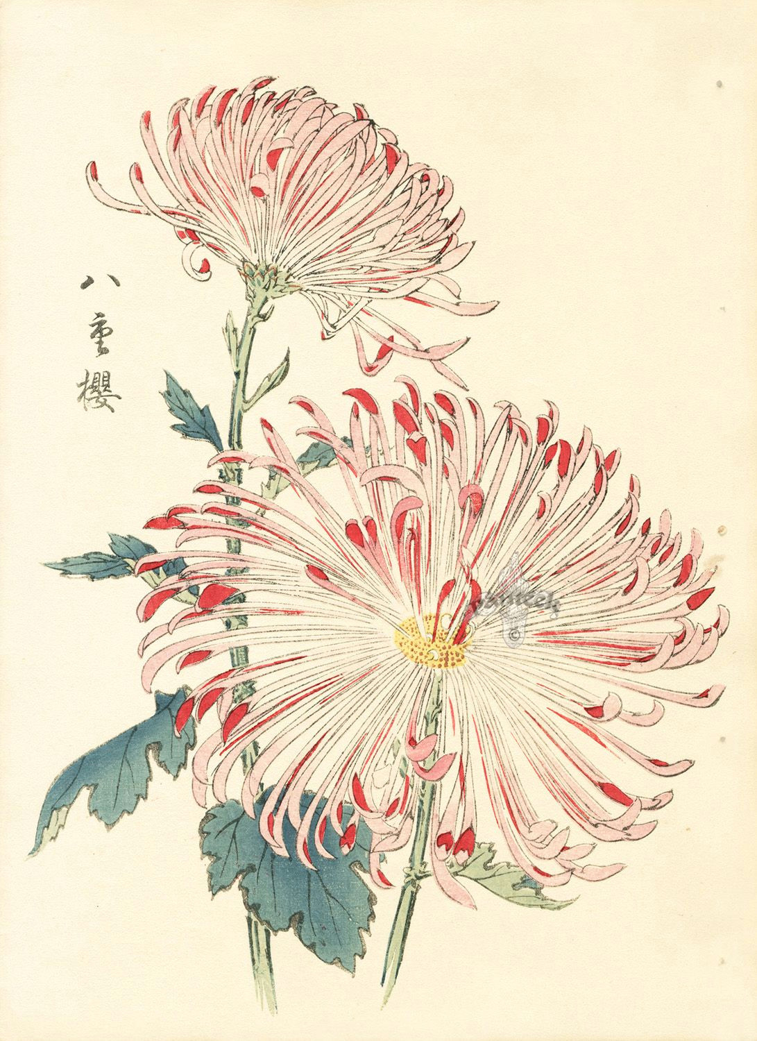 Drawing Flowers On Wood Keika Hasegawa Chrysanthemum Wood Block Prints 1893 Flowers