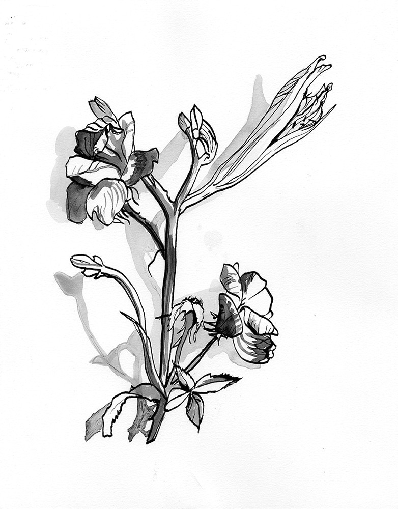 Drawing Flowers Pen and Ink Sixto Juan Zavala Pen Ink Flowers