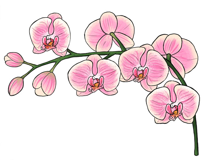 Drawing Flowers Psychology How to Draw Flowers the Sexy and Sultry orchid