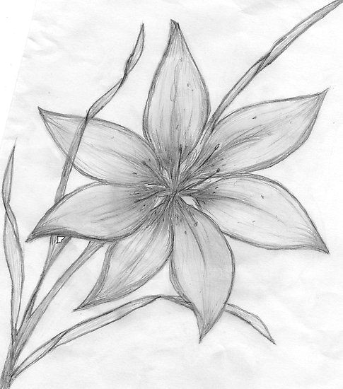 Drawing Flowers Psychology Pencil Drawings Of Flowers Maebelle Portfolio Lily Pencil