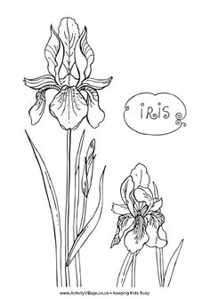 Drawing Flowers Quotes 58 Best Draw Flowers Images Flower Designs Quote Coloring Pages