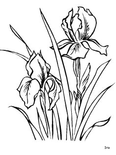 Drawing Flowers Quotes 58 Best Draw Flowers Images Flower Designs Quote Coloring Pages