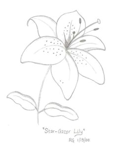 Drawing Flowers Symbolism Lily Flowers Drawings Flowers Madonna Lily by Syris Darkness