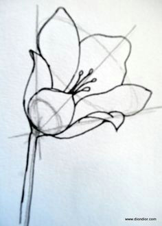 Drawing Flowers Techniques 361 Best Drawing Flowers Images Drawings Drawing Techniques