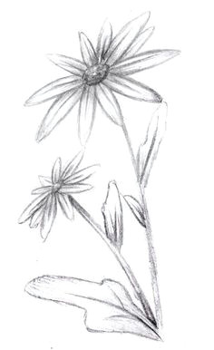 Drawing Flowers Techniques 361 Best Drawing Flowers Images Drawings Drawing Techniques