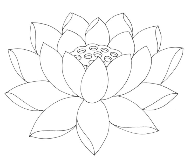 Drawing Flowers Template Image Result for Lotus Line Drawing Lotus Lines Pinterest