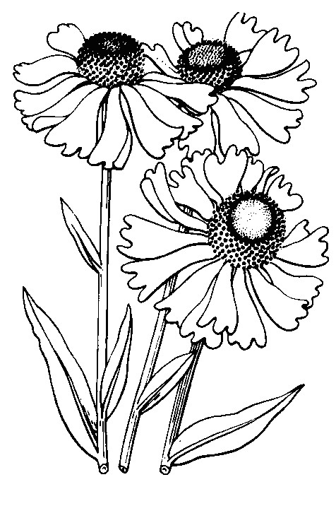 Drawing Flowers Template More Line Drawings Templates