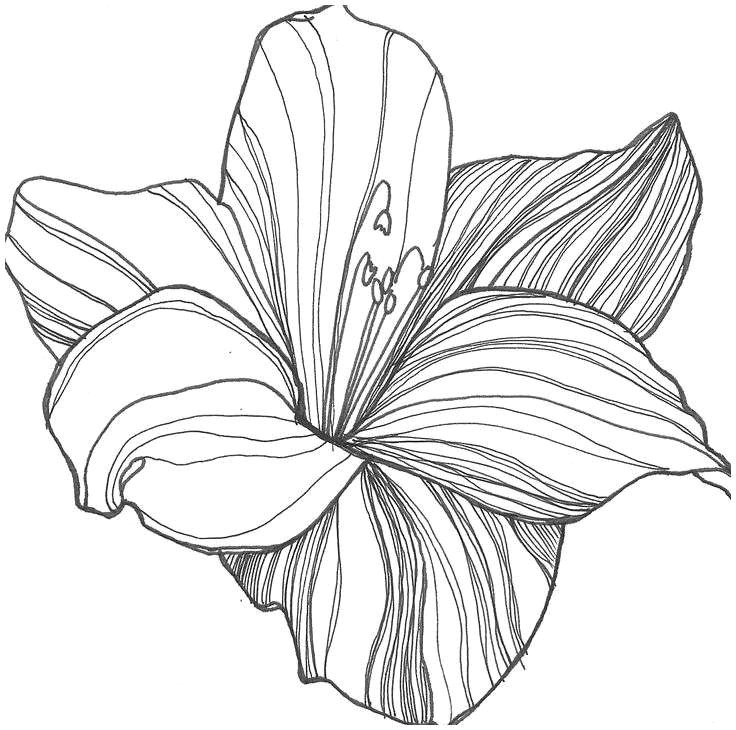 Drawing Flowers Tips Take Advantage Of Jungle Flowers Read these 10 Tips