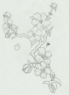 Drawing Flowers Unconsciously 19 Best Cherry Blossom Drawing Images Murals Wall Papers Wallpaper