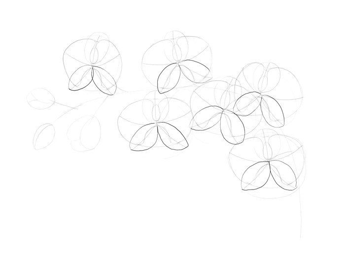 Drawing Flowers Using Geometric Shapes How to Draw Flowers the Sexy and Sultry orchid