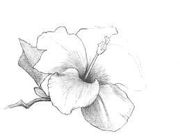 Drawing Flowers with Charcoal Image Result for Charcoal Flower Drawing Art Inspo Pinterest