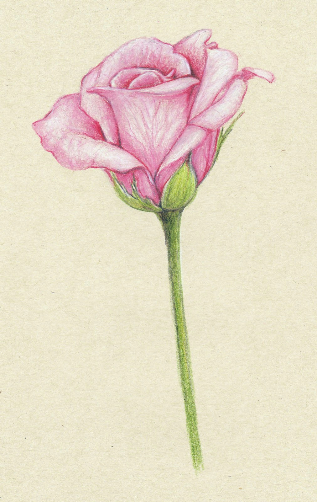 Drawing Flowers with Colour Pencils 61 Best Art Pencil Drawings Of Flowers Images Pencil Drawings