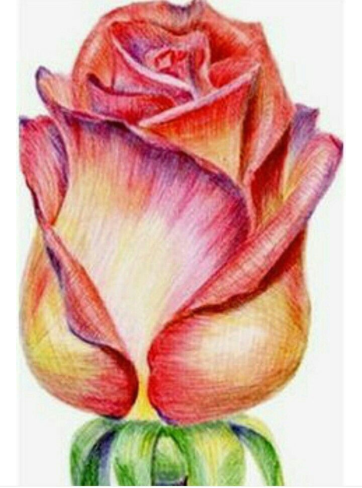 Drawing Flowers with Colour Pencils Pin by Chinmayi On Drawings In 2018 Pinterest Drawings Pencil