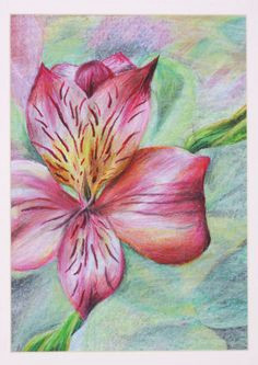 Drawing Flowers with Oil Pastels 253 Best Oil Pastels Images Oil Pastels Flower Artwork