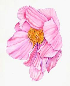 Drawing Flowers with Watercolor Pencils 87 Best Watercolor Pencils Images Watercolour Paintings Colors