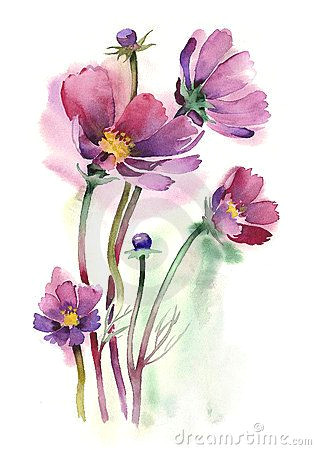 Drawing Flowers with Watercolor Pencils Watercolor Cosmos Flowers Beautiful 3 Watercolor Paintings