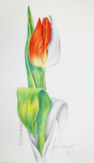 Drawing Flowers with Watercolour Pencils 180 Best Watercolor Pencils and Techniques Images On Pinterest