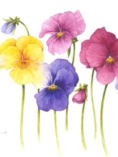 Drawing Flowers with Watercolour Pencils 495 Best Art Watercolor Flowers Images Watercolor Paintings