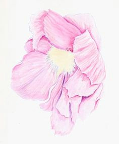 Drawing Flowers with Watercolour Pencils 87 Best Watercolor Pencils Images Watercolour Paintings Colors