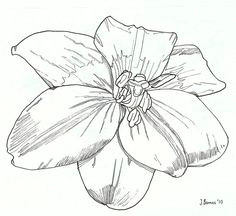 Drawing Flowers Year 1 361 Best Drawing Flowers Images Drawings Drawing Techniques