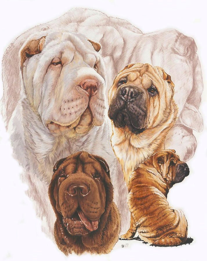 Drawing Ghost Dog Shar Pei W Ghost Painting by Barbara Keith Favorite Quotes In 2018