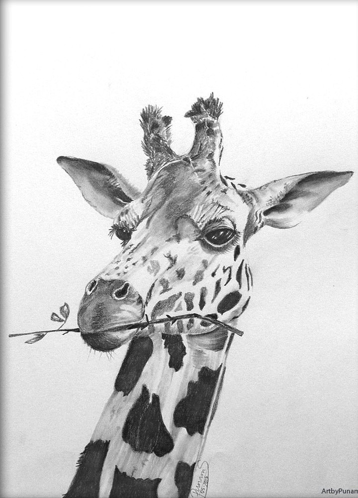 Drawing Giraffe Eyes Giraffe by Punam Sanghrajka thoughtful Giraffe the Gaze Of the