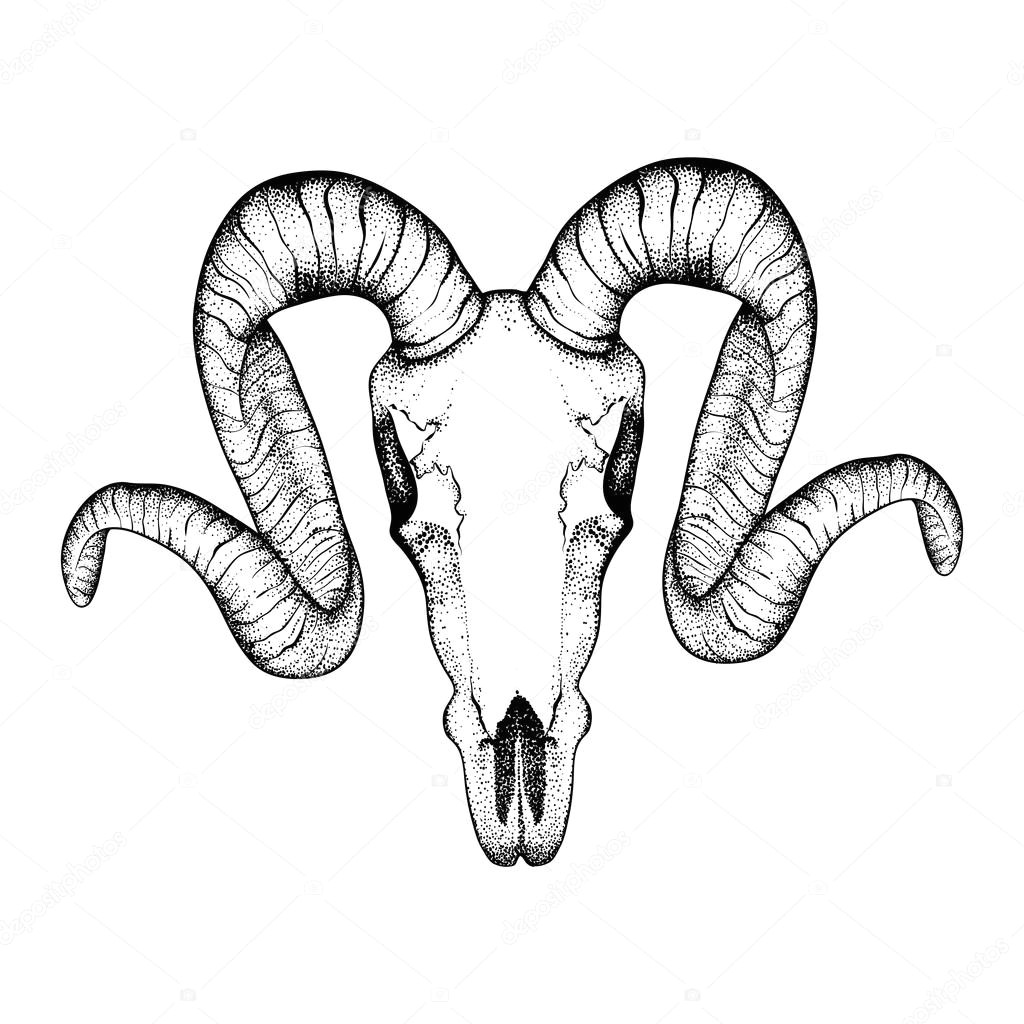 Drawing Goat Skull Hand Drawn Goat Skull Doodle Vector Illustration Dotwork Fullf